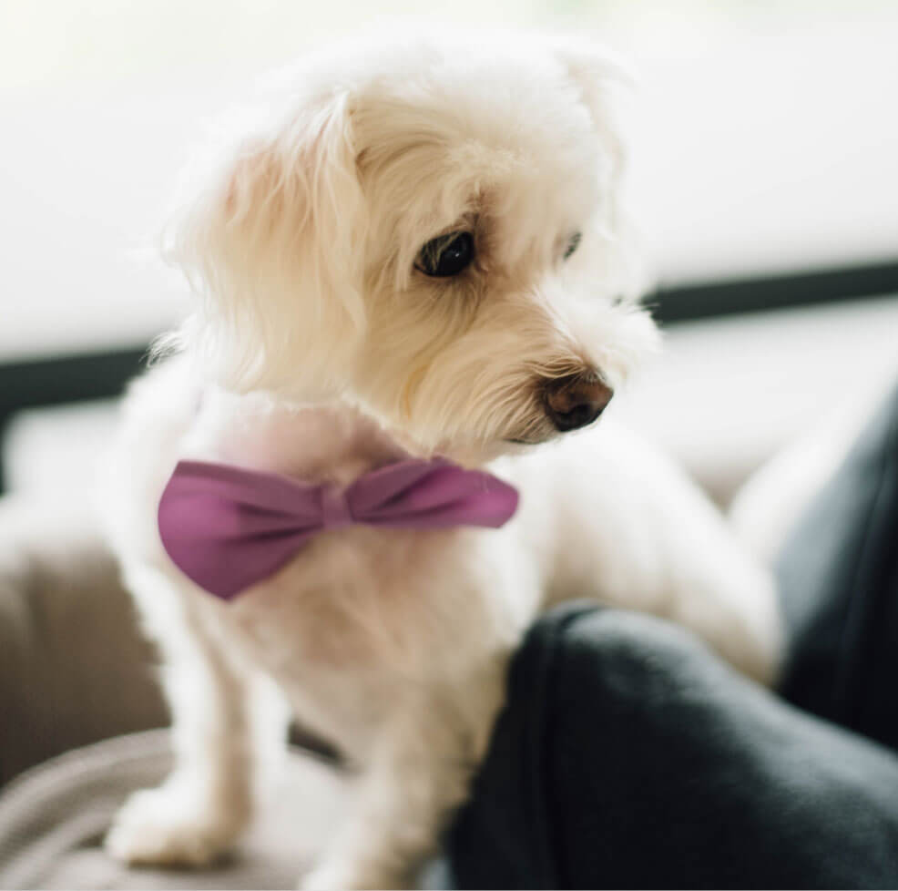 Photo of a dog grom the Heart of Valley animal shelter