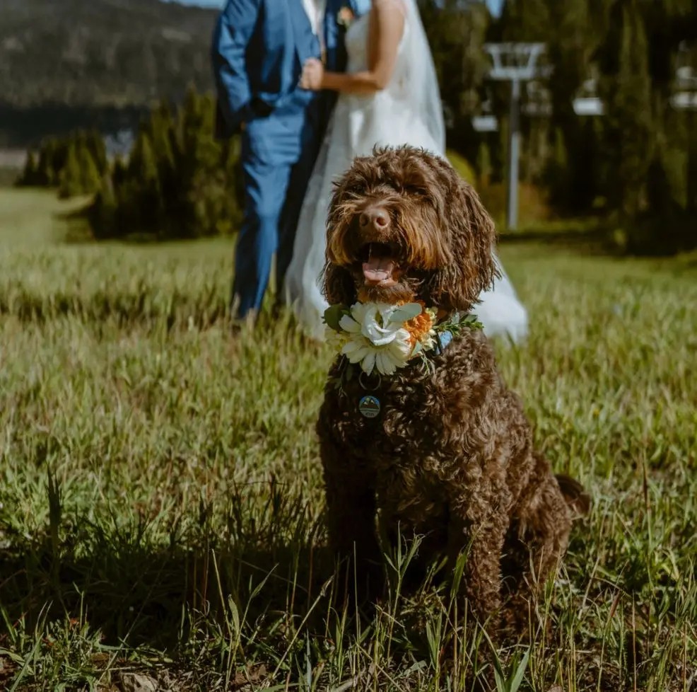 Photo of a dog grom the Heart of Valley animal shelter